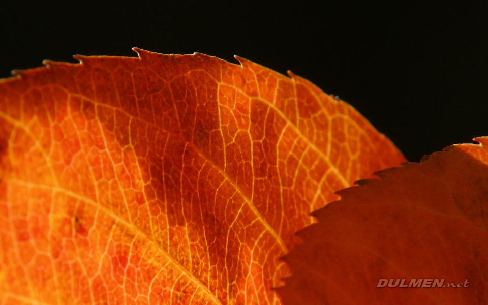 Autumn leave